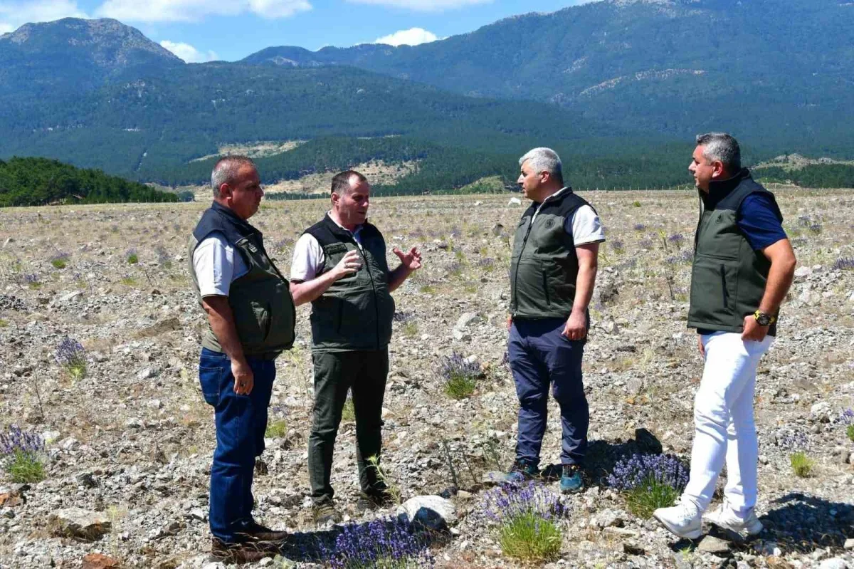 Edremit'te eski maden sahası Kumluca Bal Ormanı'na dönüştü