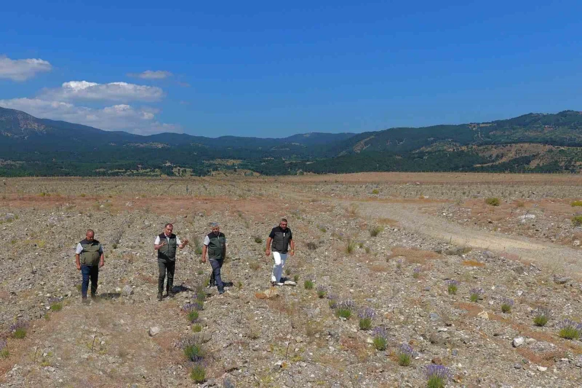 Edremit'te eski maden sahası Kumluca Bal Ormanı'na dönüştü