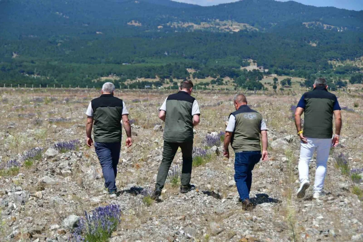 Edremit'te eski maden sahası Kumluca Bal Ormanı'na dönüştü