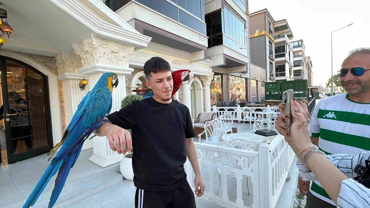 Mustafakemalpaşa'da papağanlarıyla gezen Orhan Kahraman ilgi çekiyor