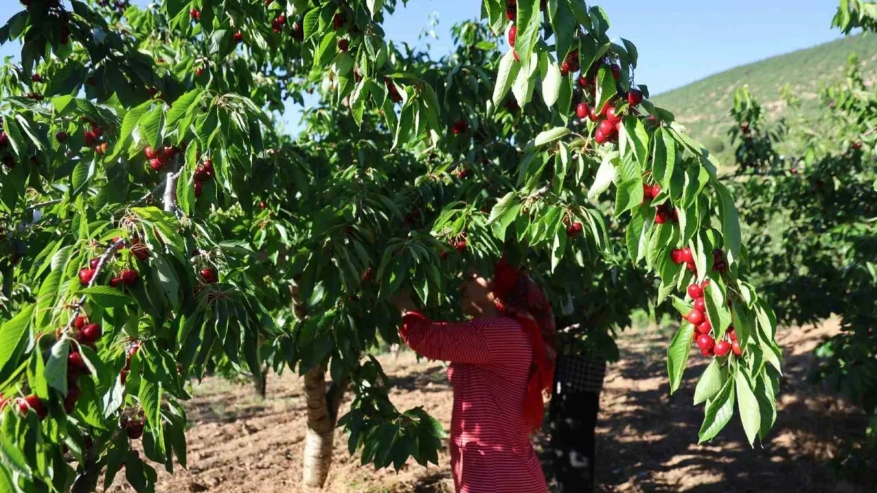 Saimbeyli dalbastı kirazında hasat başladı, fiyatlar düşük kaldı