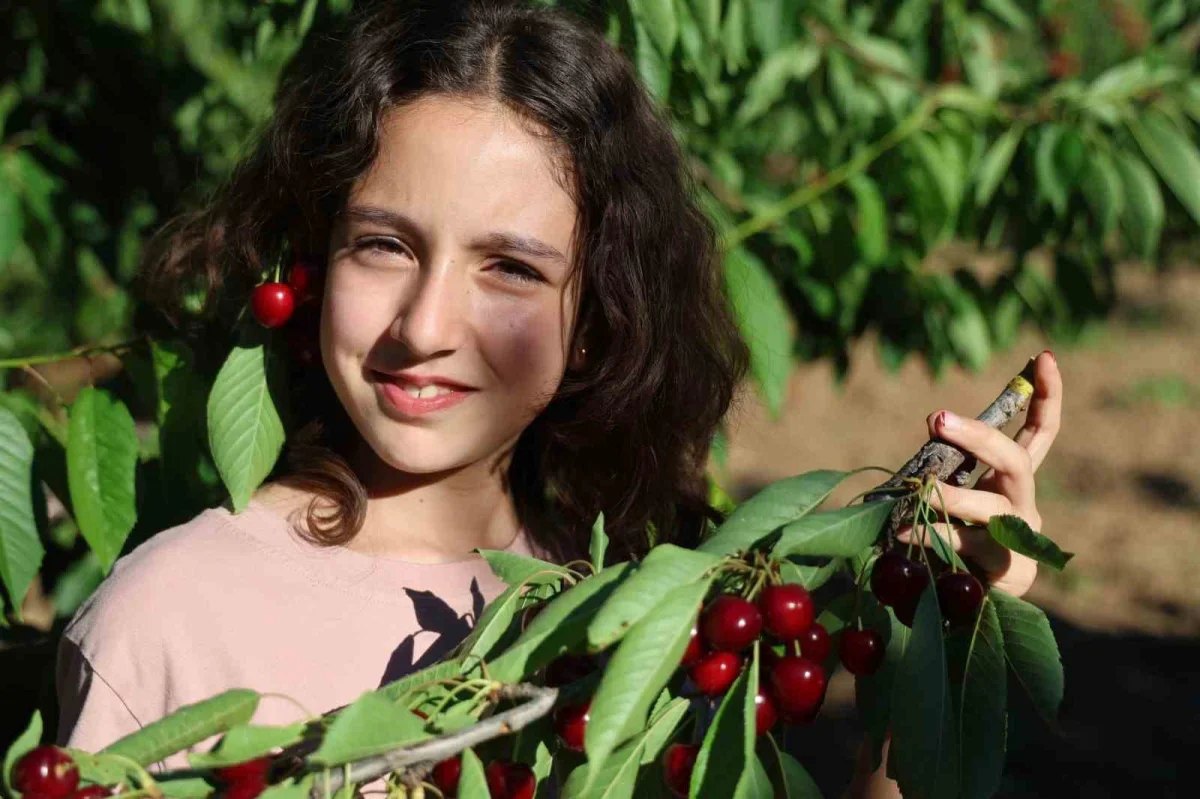 Saimbeyli dalbastı kirazında hasat başladı, fiyatlar düşük kaldı