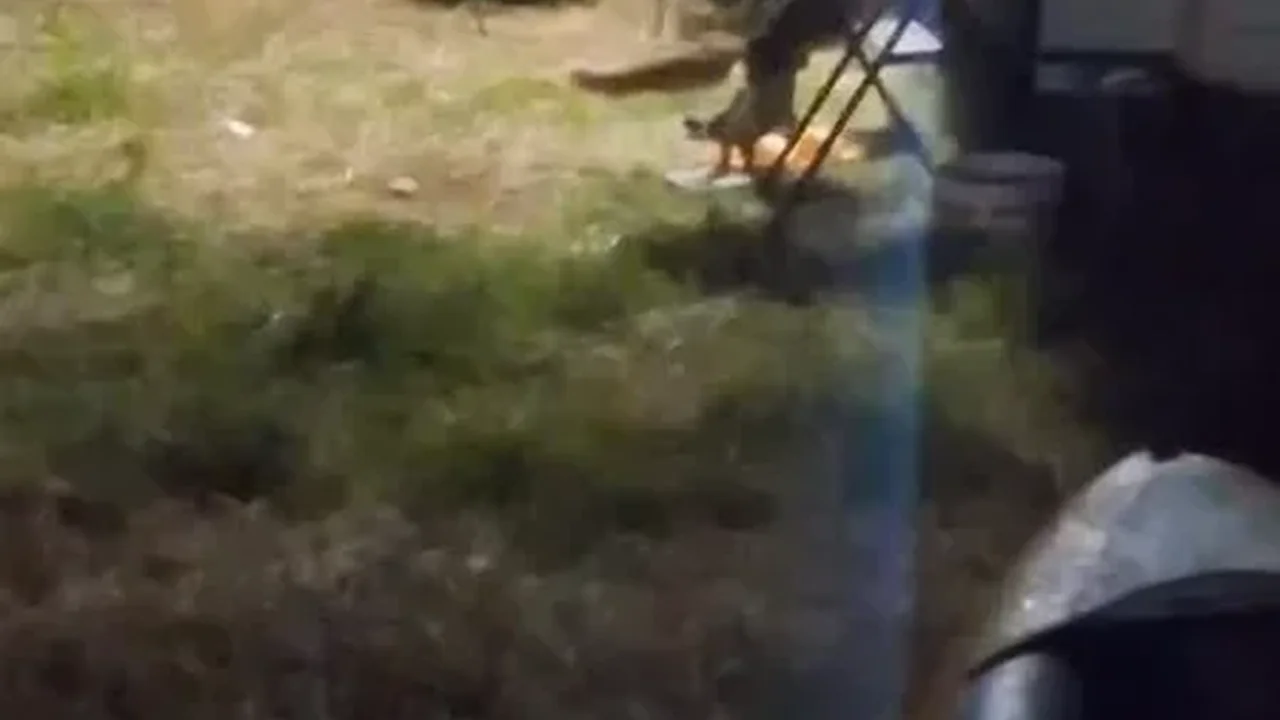 Cunda Adası'ndaki kamp alanına giren tilki kamerada