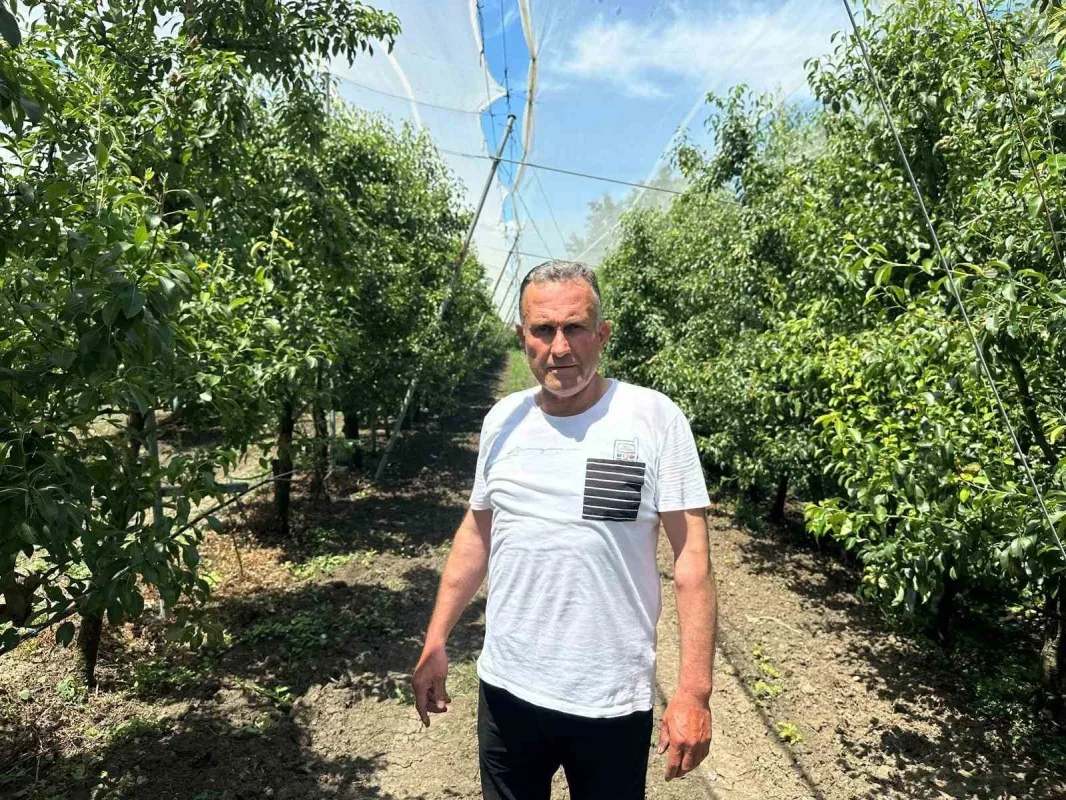 Bursa çiftçisi armut ve şeftaliyi dolu filesiyle koruyor