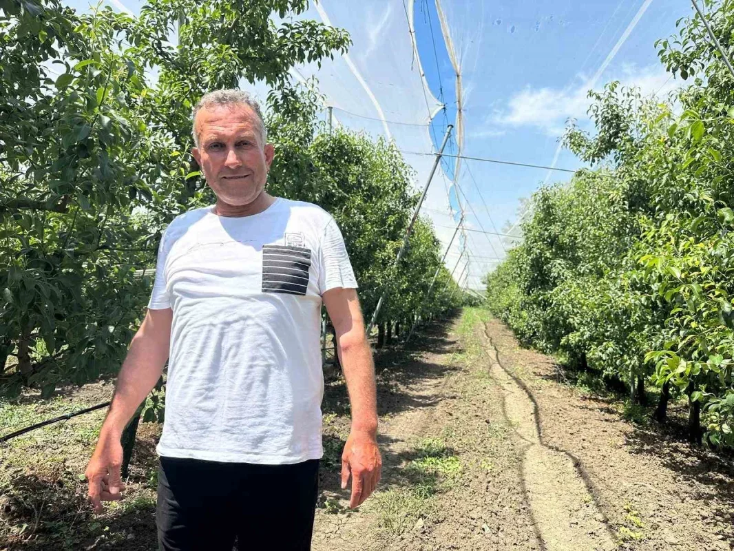Bursa çiftçisi armut ve şeftaliyi dolu filesiyle koruyor