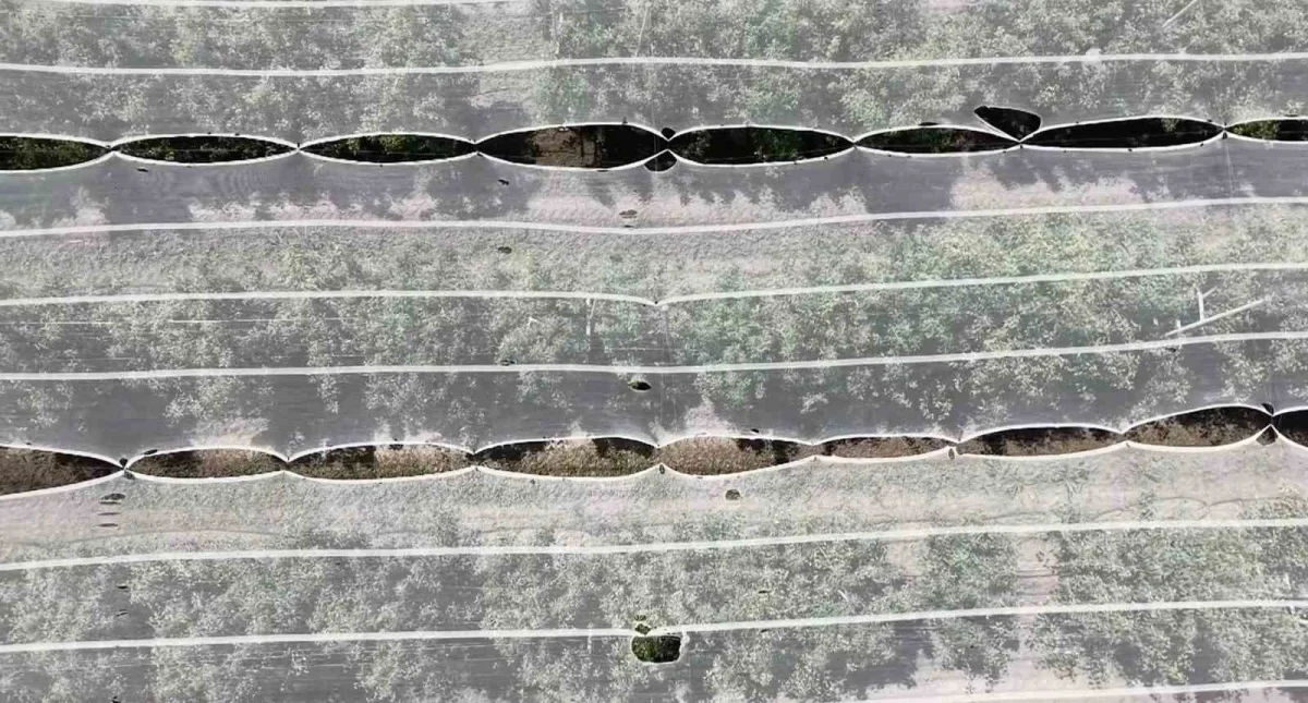 Bursa çiftçisi armut ve şeftaliyi dolu filesiyle koruyor