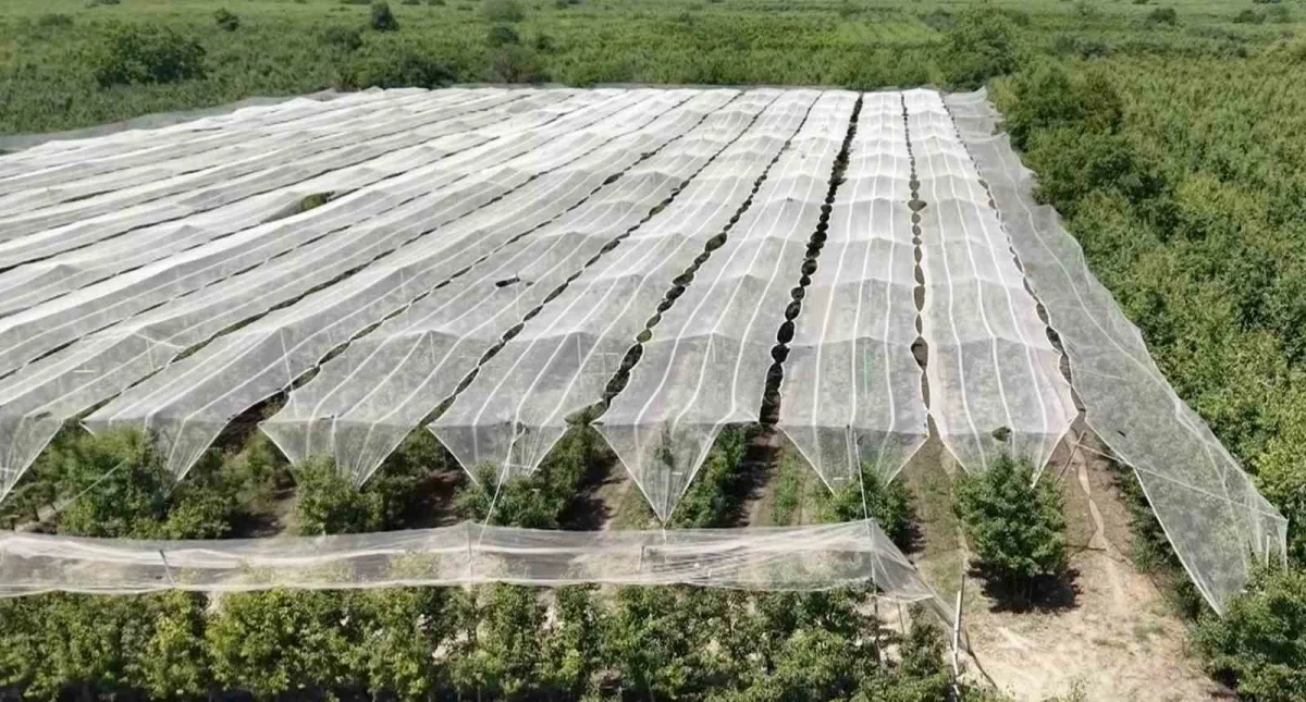 Bursa çiftçisi armut ve şeftaliyi dolu filesiyle koruyor