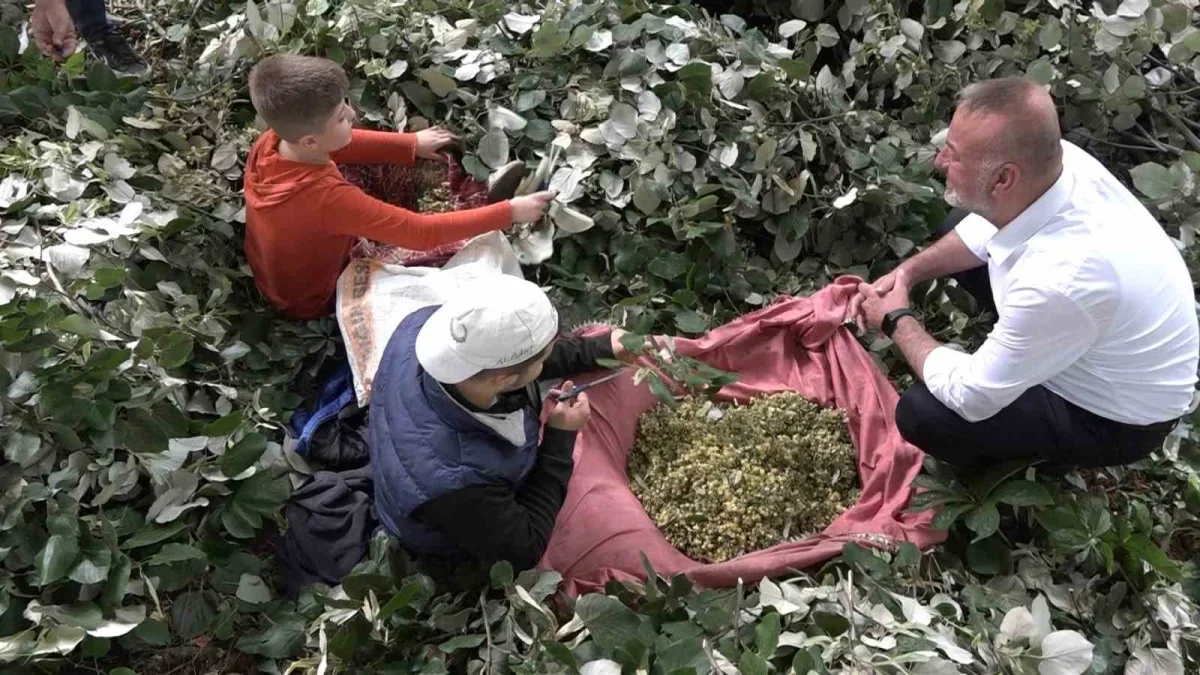Karacabey'de ıhlamur hasadı başladı: Kilosu 3 bin lirayı buluyor