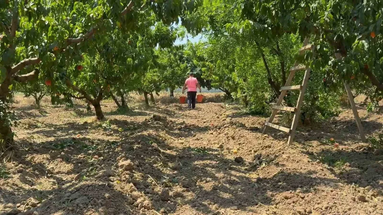 Bursa şeftalisinde hasat başladı: Verim ve kalite yüksek