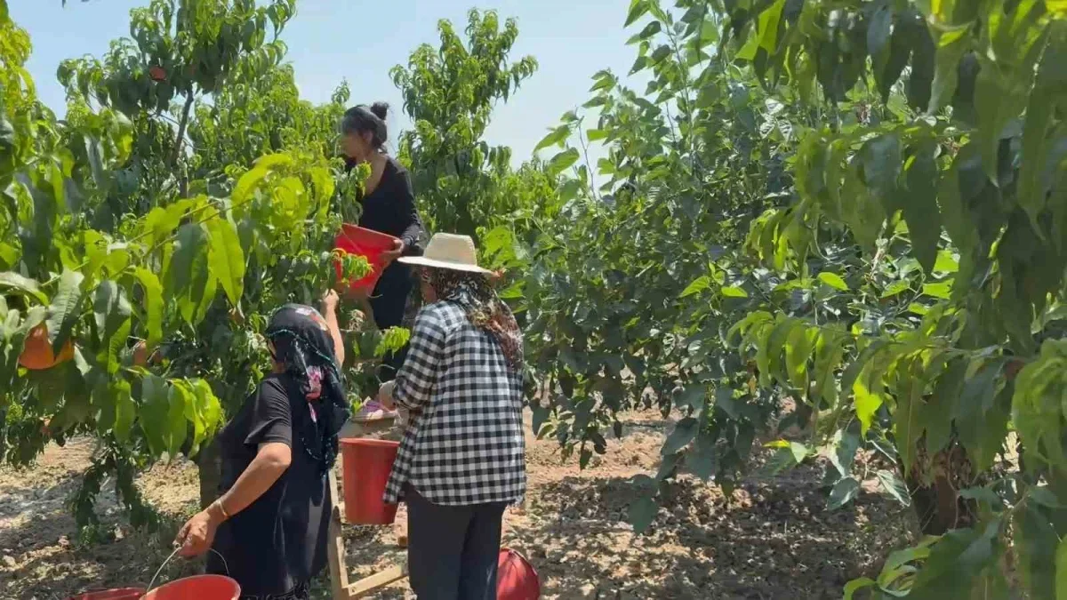 Bursa şeftalisinde hasat başladı: Verim ve kalite yüksek