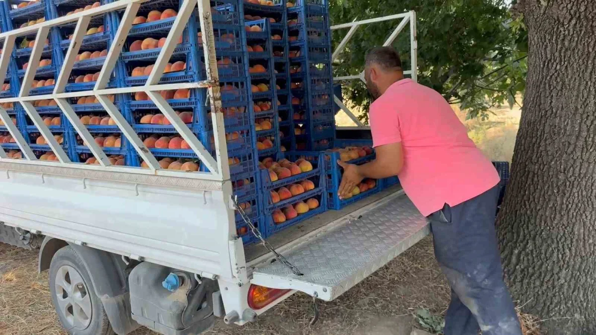 Bursa şeftalisinde hasat başladı: Verim ve kalite yüksek