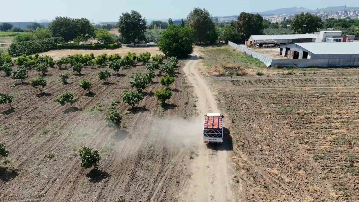Bursa şeftalisinde hasat başladı: Verim ve kalite yüksek