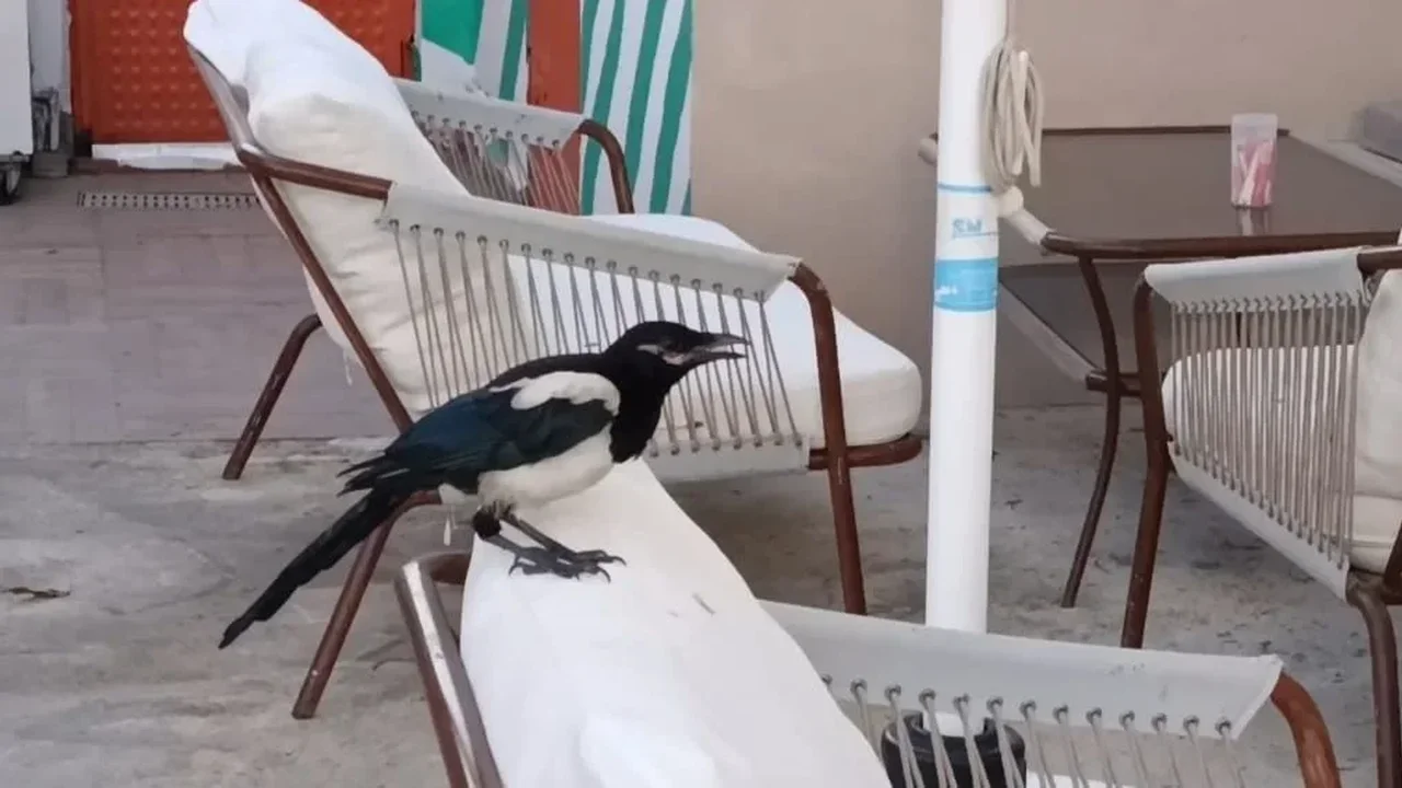 Saksağan Tekirdağ'da vatandaşların maskotu haline geldi