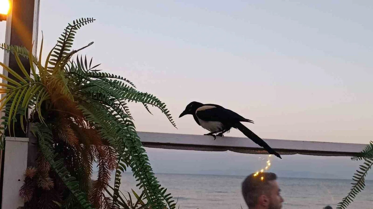 Saksağan Tekirdağ'da vatandaşların maskotu haline geldi