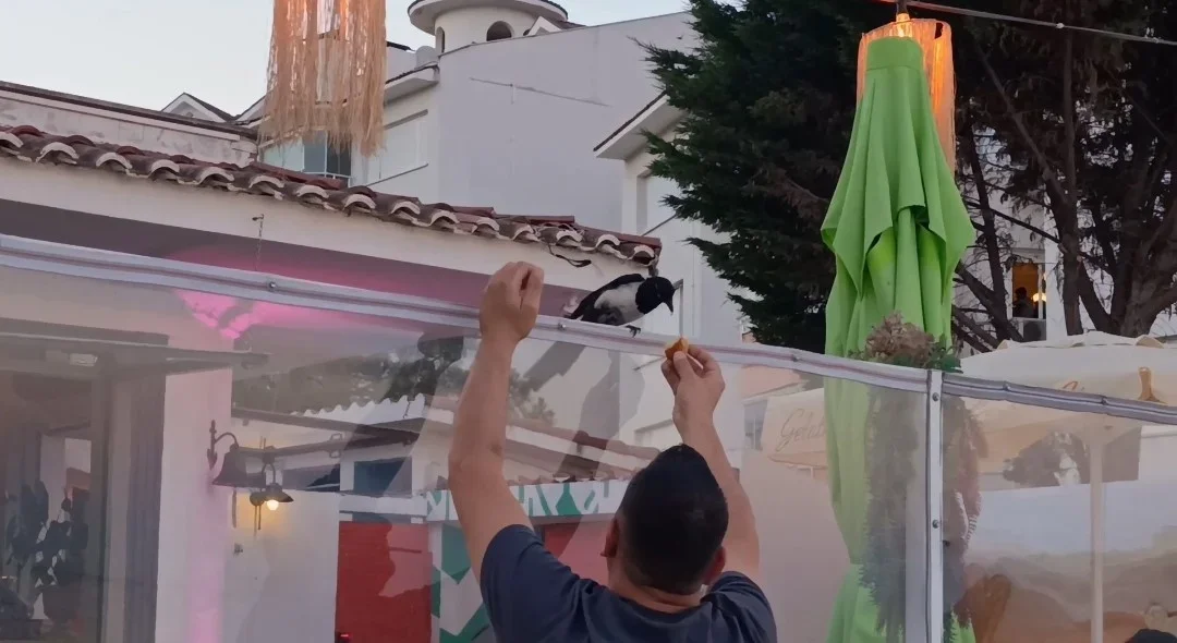 Saksağan Tekirdağ'da vatandaşların maskotu haline geldi