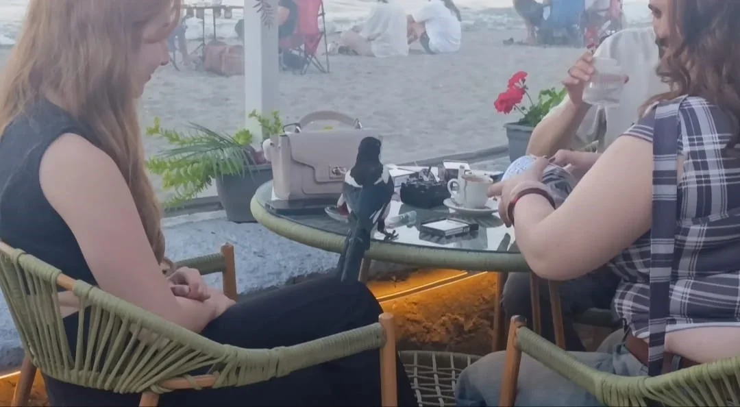 Saksağan Tekirdağ'da vatandaşların maskotu haline geldi