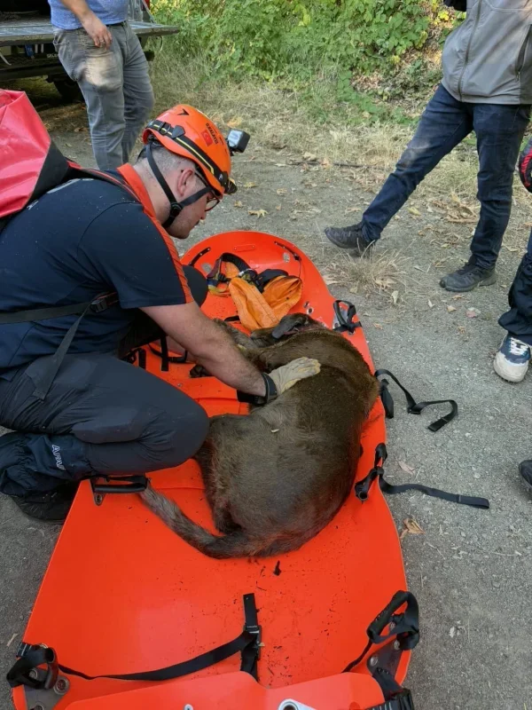 Yalova'da 3 gündür kuyuda mahsur kalan köpek kurtarıldı