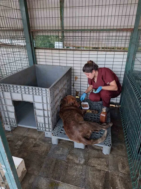 Yalova'da 3 gündür kuyuda mahsur kalan köpek kurtarıldı
