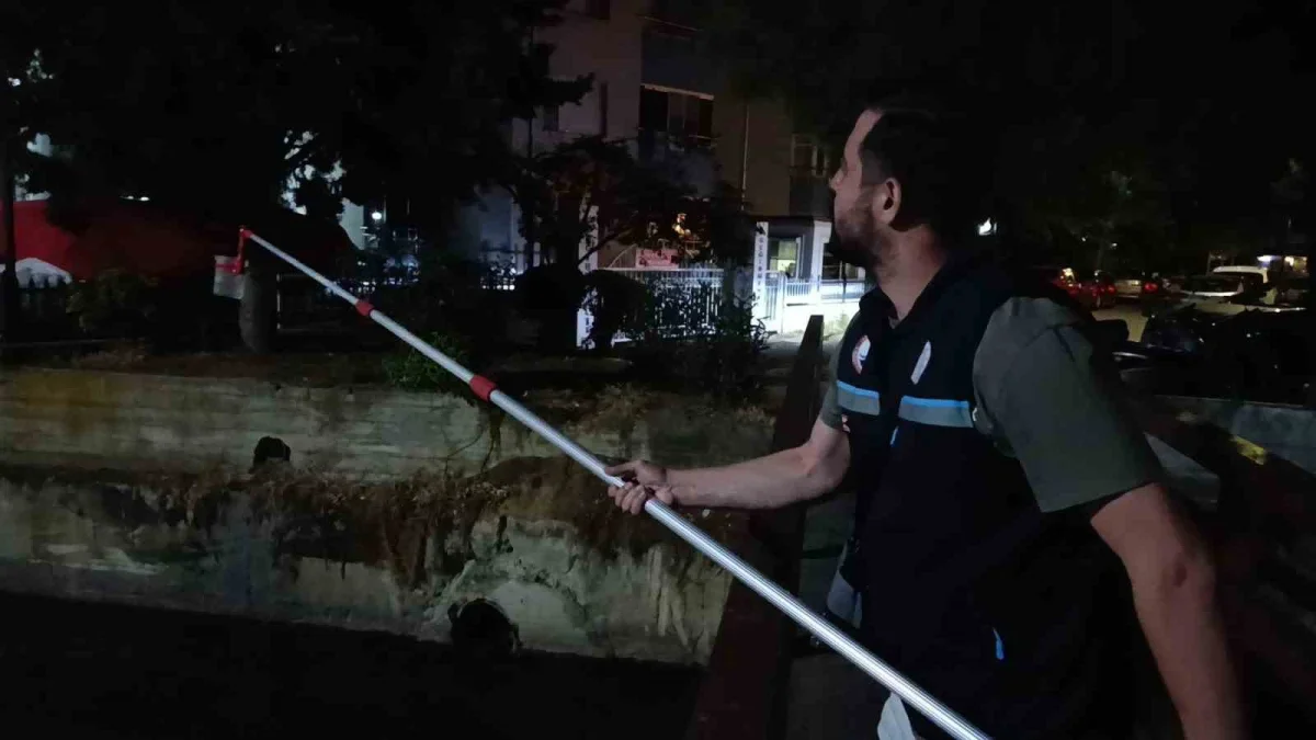 Değirmenaltı Deresi'nde balık ölümleri inceleniyor