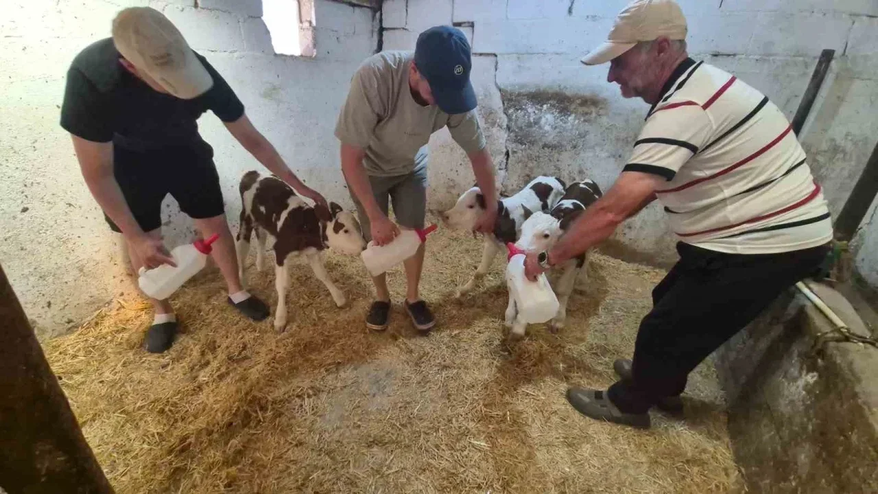 Kırklareli'nde üçüz buzağı doğdu: Ergin ailesi şaşkın