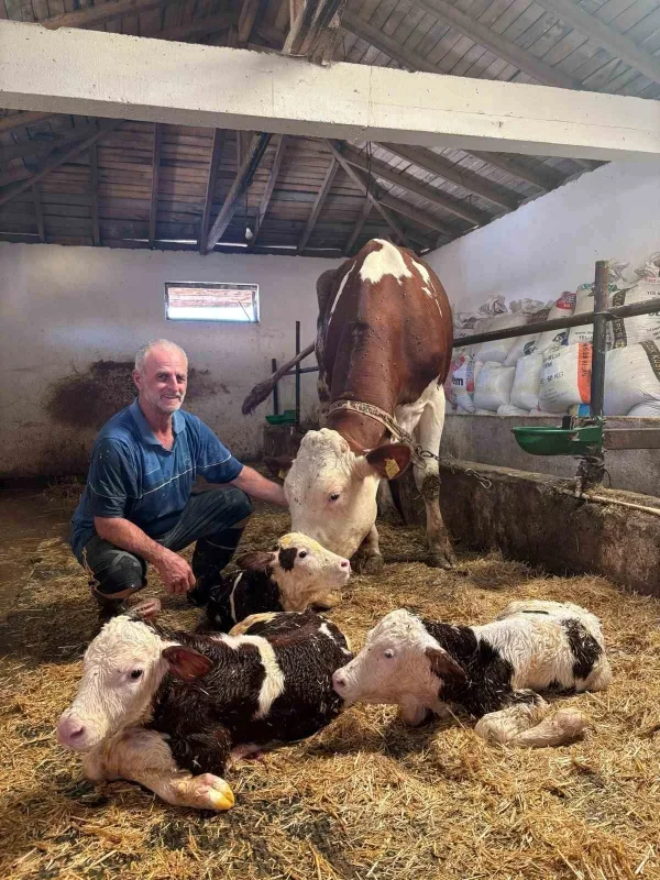Kırklareli'nde üçüz buzağı doğdu: Ergin ailesi şaşkın