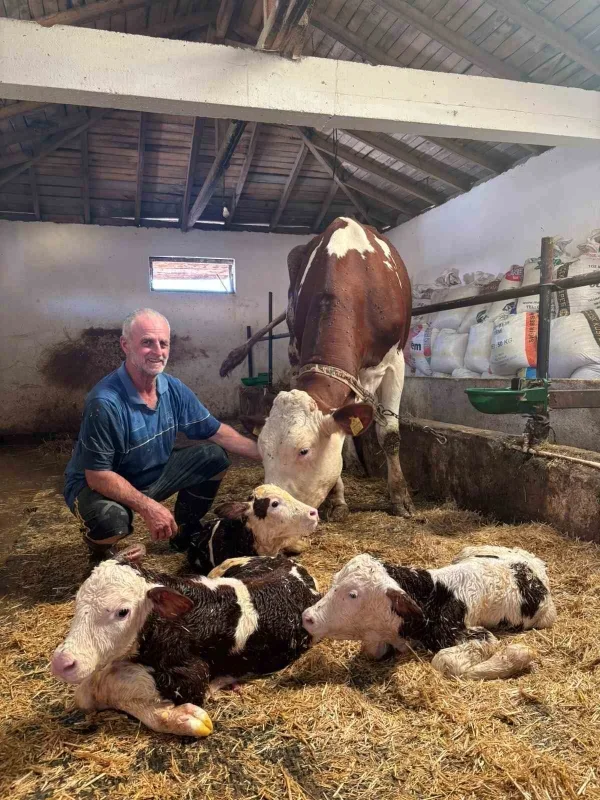 Kırklareli'nde üçüz buzağı doğdu: Ergin ailesi şaşkın