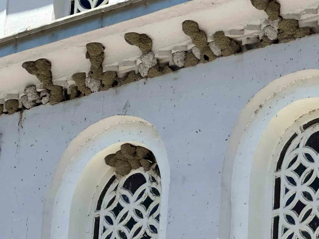 Bursa Fadıllı'da kırlangıç yuvalarını bozmadılar, camları naylonla kapladılar