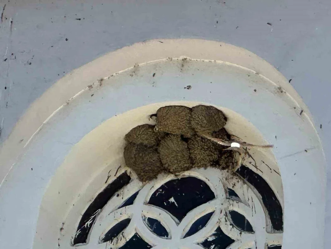 Bursa Fadıllı'da kırlangıç yuvalarını bozmadılar, camları naylonla kapladılar