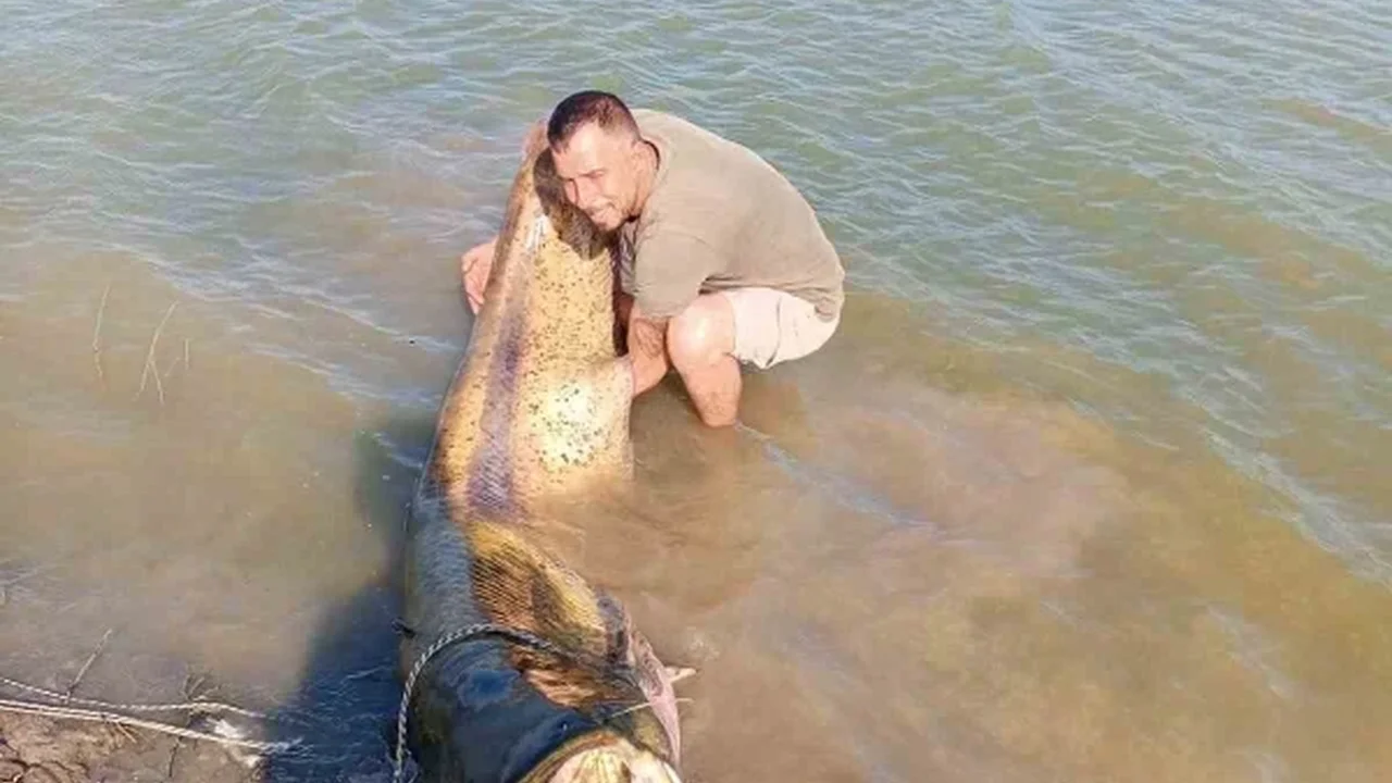 Tekirdağ'da 157 kiloluk dev yayın balığı yakalandı
