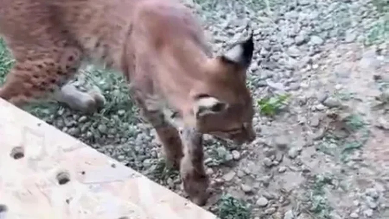 Edirne'de sınır kapısında 2 vaşak ve 2 serval ele geçirildi