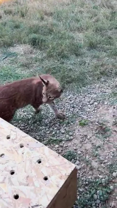 Edirne'de sınır kapısında 2 vaşak ve 2 serval ele geçirildi