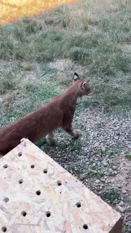 Edirne'de sınır kapısında 2 vaşak ve 2 serval ele geçirildi