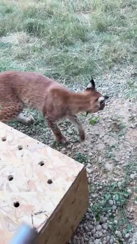 Edirne'de sınır kapısında 2 vaşak ve 2 serval ele geçirildi