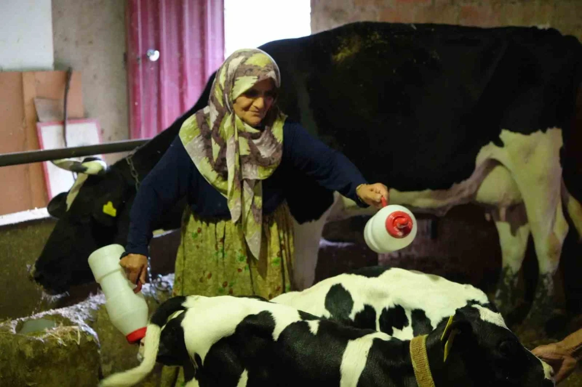 Edirne'de üçüz buzağı sürprizi: Aile büyük sevinç yaşadı