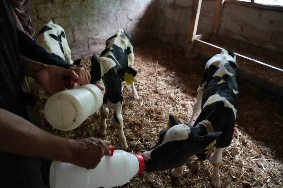 Edirne'de üçüz buzağı sürprizi: Aile büyük sevinç yaşadı
