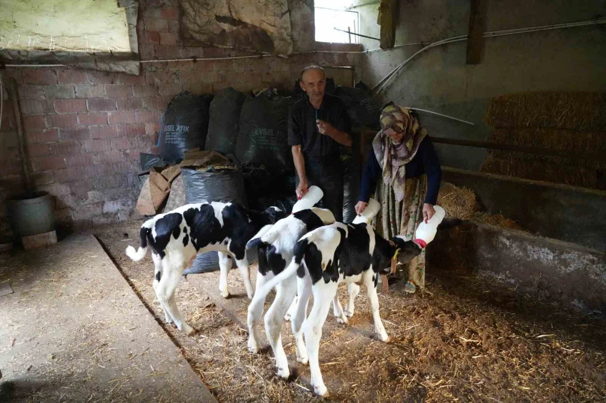 Edirne'de üçüz buzağı sürprizi: Aile büyük sevinç yaşadı