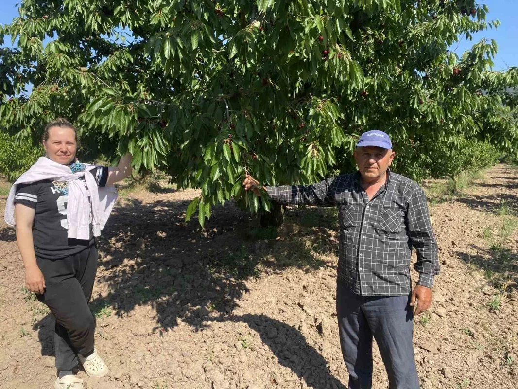 Gölpazarı'nda 46 yıllık Napolyon kirazında hasat sona yaklaştı