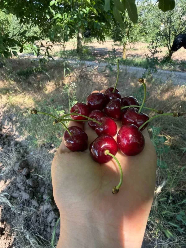 Gölpazarı'nda 46 yıllık Napolyon kirazında hasat sona yaklaştı