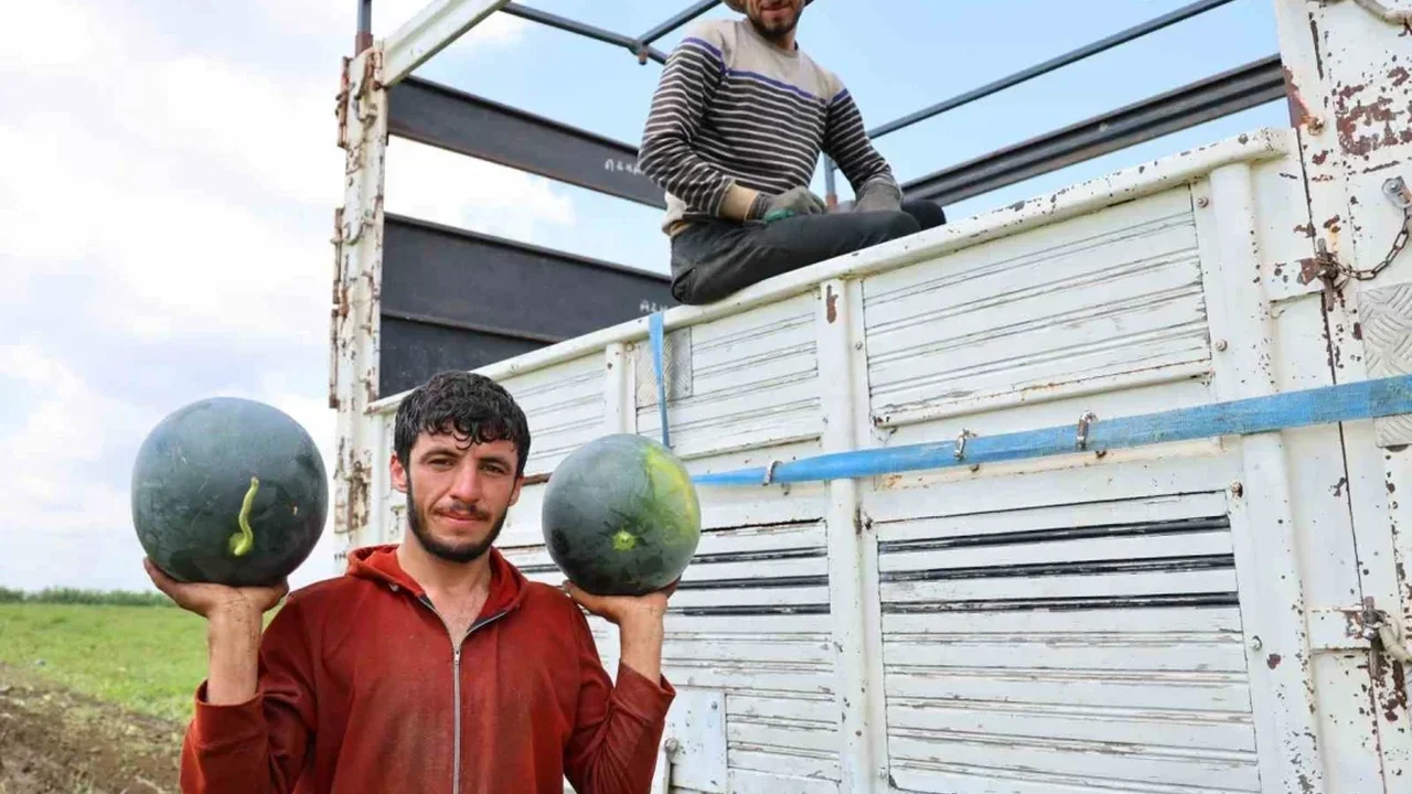 Adana'da karpuz hasadı sona yaklaşıyor: Fiyatlar düştü