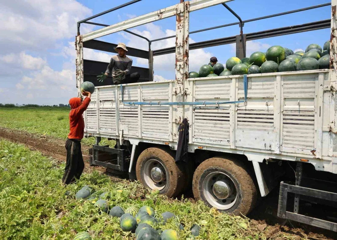 Adana'da karpuz hasadı sona yaklaşıyor: Fiyatlar düştü