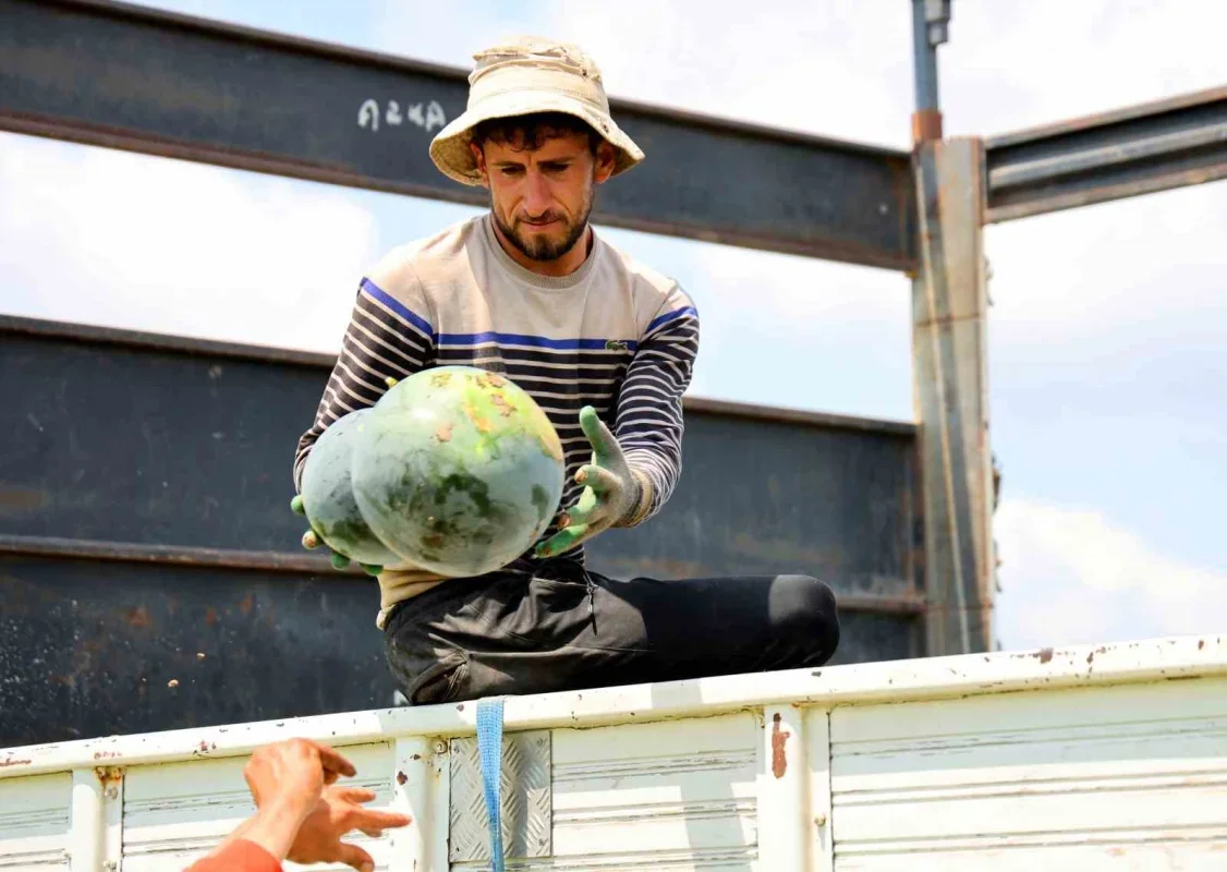 Adana'da karpuz hasadı sona yaklaşıyor: Fiyatlar düştü