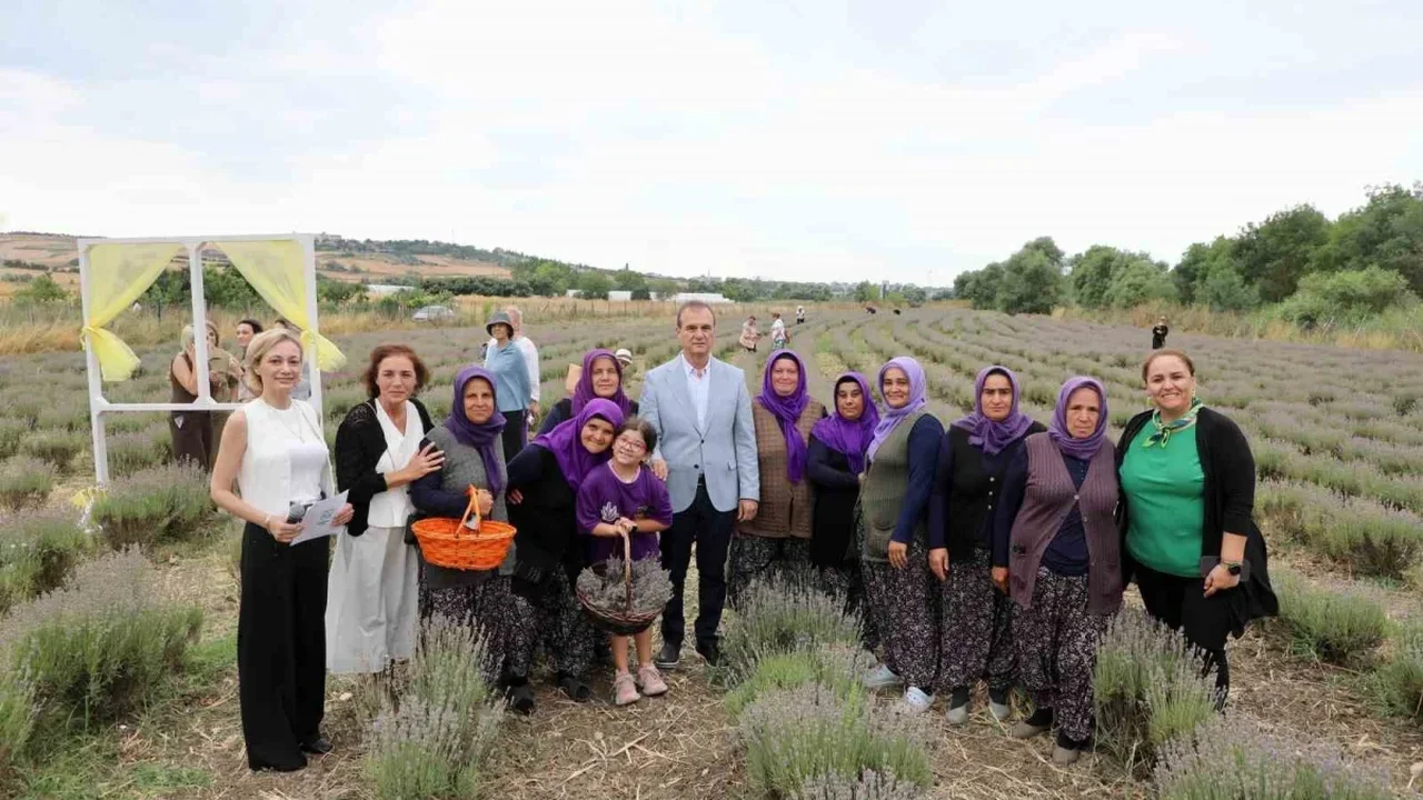 Büyükçekmece'de 8'inci Lavanta Hasat Şenliği başladı