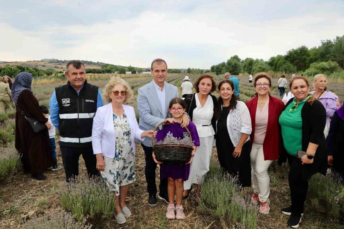 Büyükçekmece'de 8'inci Lavanta Hasat Şenliği başladı