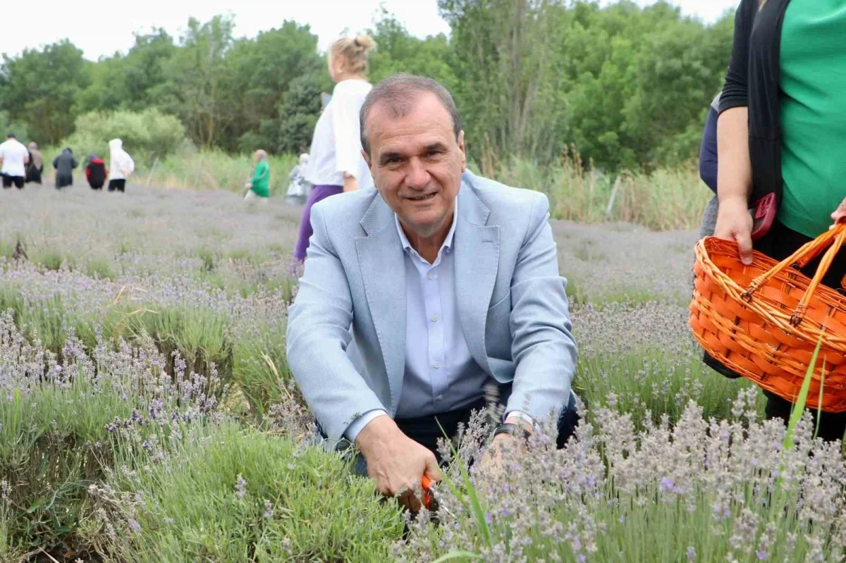Büyükçekmece'de 8'inci Lavanta Hasat Şenliği başladı