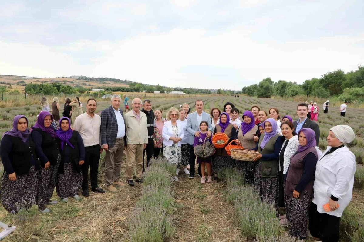 Büyükçekmece'de 8'inci Lavanta Hasat Şenliği başladı