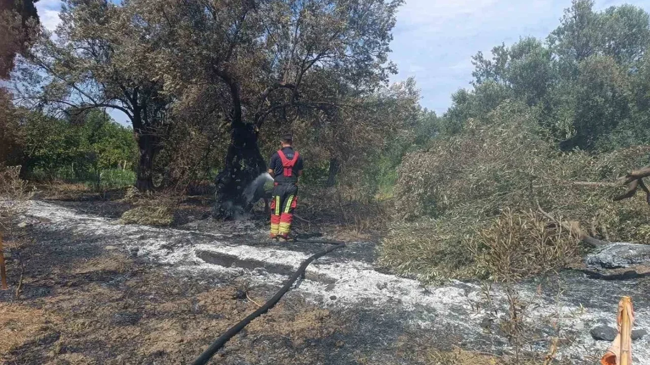 Havran'da zeytinlik yangını kontrol altına alındı