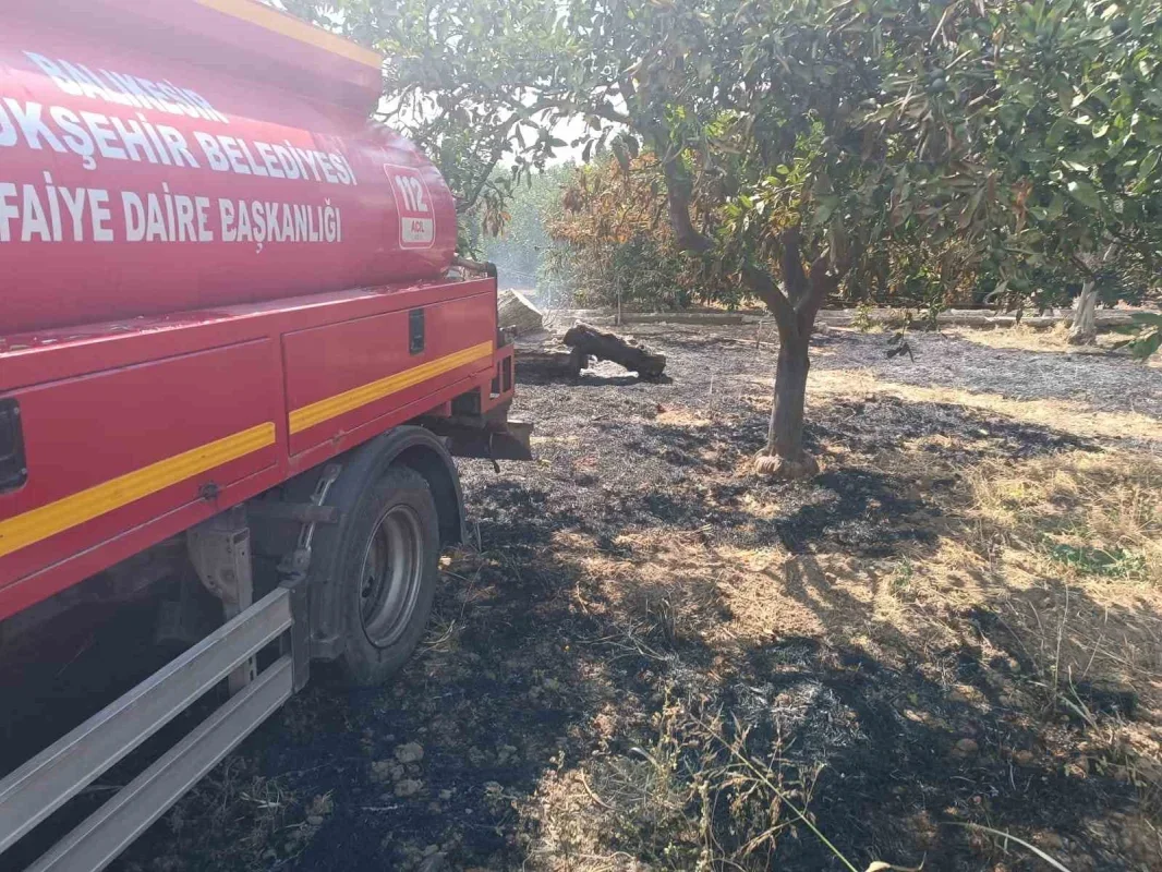Havran'da zeytinlik yangını kontrol altına alındı