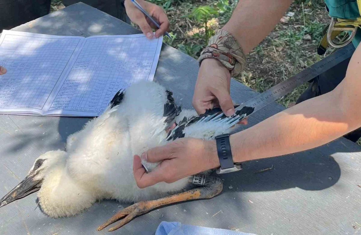 Şah kartalların göç rotası GPS vericileriyle izlenecek