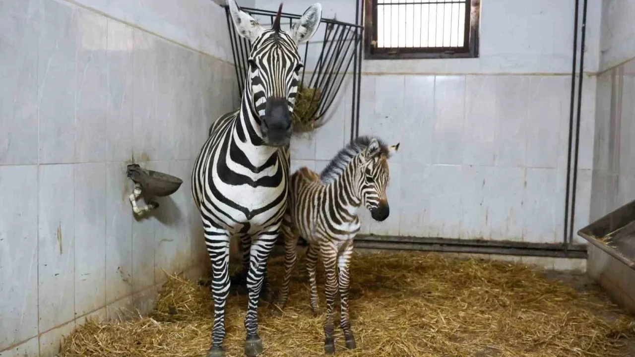 Bursa Hayvanat Bahçesi'nde zebra ailesi Ygritte ile büyüdü