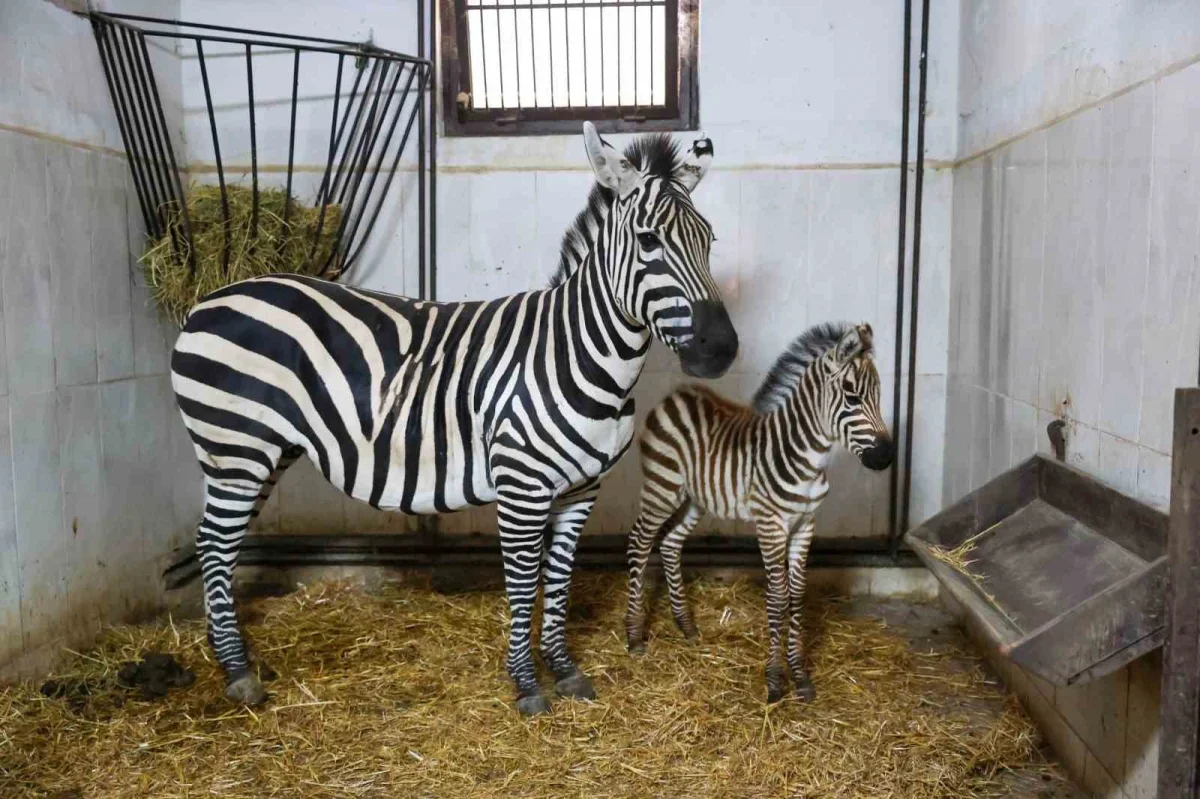 Bursa Hayvanat Bahçesi'nde zebra ailesi Ygritte ile büyüdü